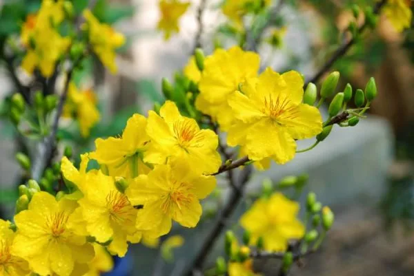 Top 5 loài hoa ngày Tết mang đến tài lộc, sung túc cho gia đình của bạn 2