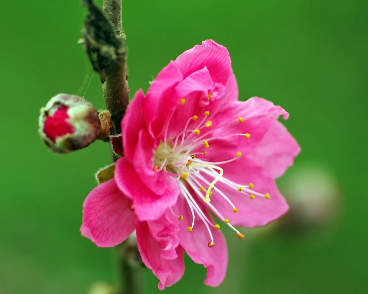 Top 5 loài hoa ngày Tết mang đến tài lộc, sung túc cho gia đình của bạn 3