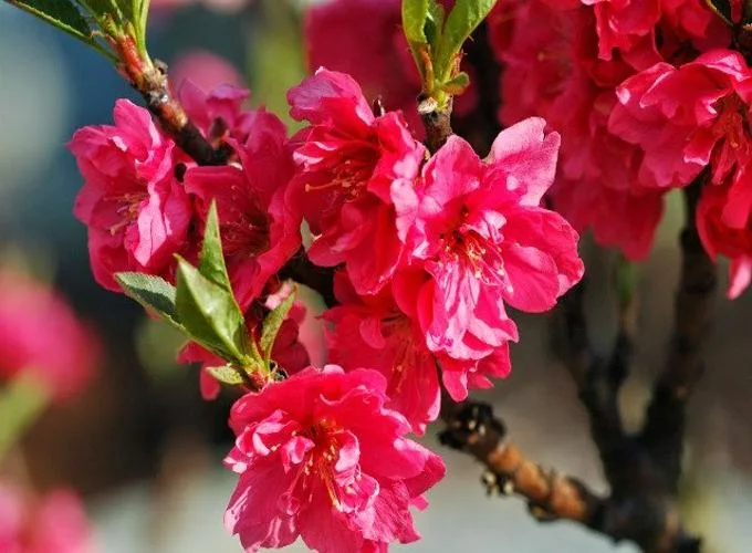 Top 5 loài hoa ngày Tết mang đến tài lộc, sung túc cho gia đình của bạn 4